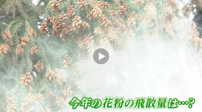 【花粉症】2024年は「飛散量が多い」「症状の出始めが早い」子どもは「集中力の低下・ちくのう症・難聴の原因」に繋がるおそれも　今日から出来る対策は？