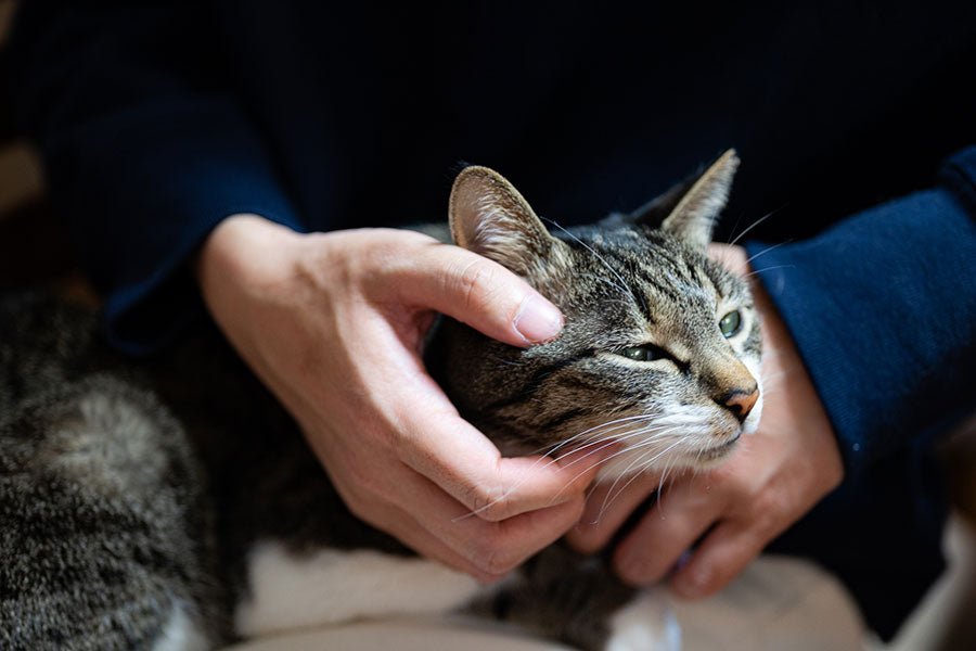 “飼い主の耳”になった猫　絆が評価され英国の保護団体から表彰　「救世主であり親友」