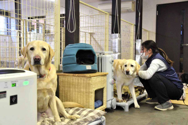 リタイア補助犬に最後の居場所を　横浜「老犬ホーム」改修にクラファン、集まる善意「皆さんのおかげで半分まで」